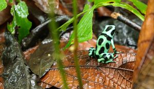 Preview wallpaper frog, leaf, wet, wildlife