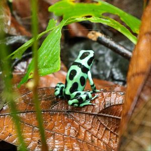 Preview wallpaper frog, leaf, wet, wildlife
