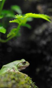 Preview wallpaper frog, leaves, blur, moss, green