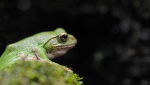 Preview wallpaper frog, leaves, blur, moss, green