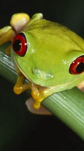Preview wallpaper frog, leaves, grass, eyes