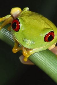 Preview wallpaper frog, leaves, grass, eyes