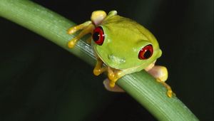 Preview wallpaper frog, leaves, grass, eyes