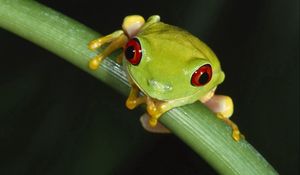 Preview wallpaper frog, leaves, grass, eyes