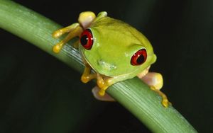 Preview wallpaper frog, leaves, grass, eyes