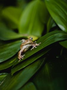 Preview wallpaper frog, leaves, green, plant, closeup