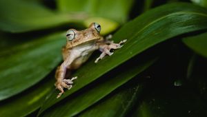 Preview wallpaper frog, leaves, green, plant, closeup