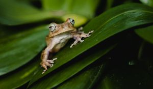 Preview wallpaper frog, leaves, green, plant, closeup