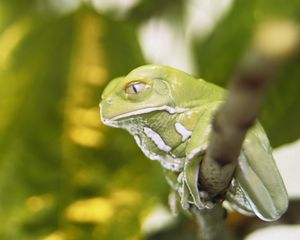 Preview wallpaper frog, leaves, herbs