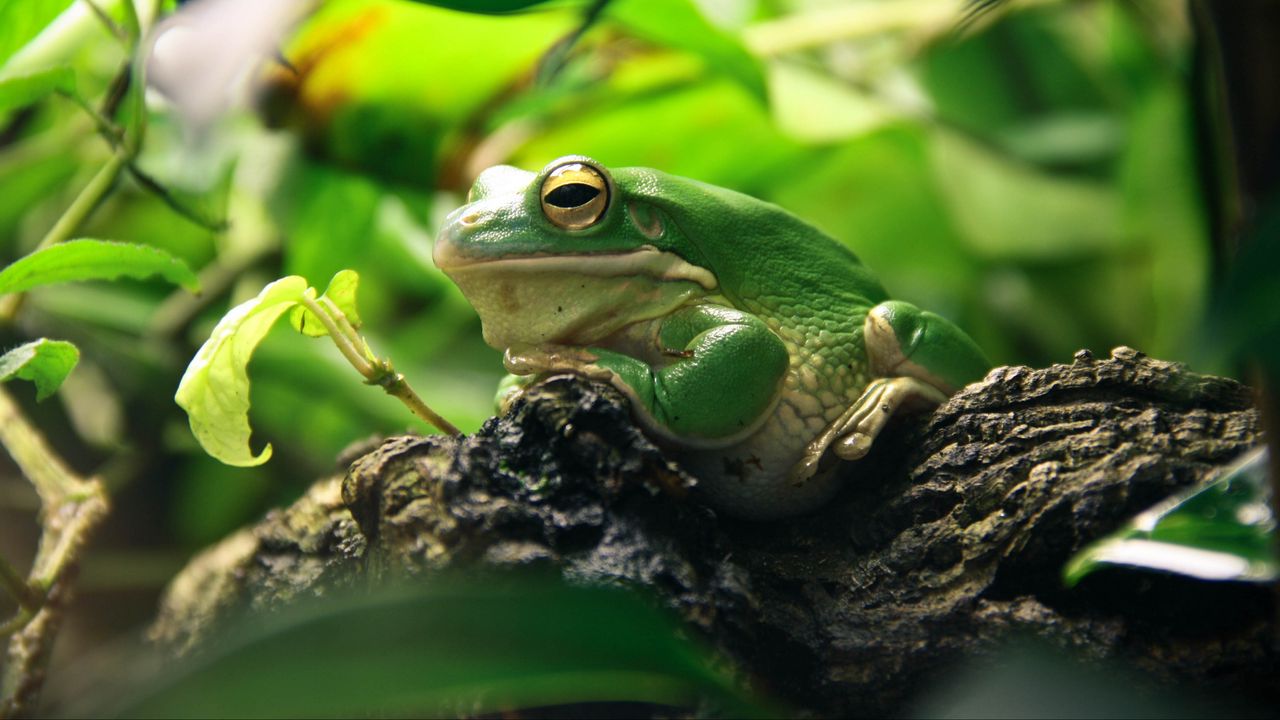 Wallpaper frog, leaves, shade, shelter