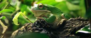 Preview wallpaper frog, leaves, shade, shelter