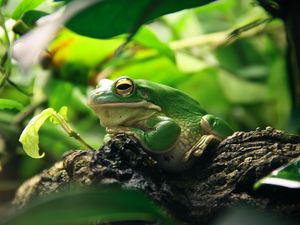 Preview wallpaper frog, leaves, shade, shelter