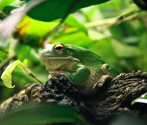Preview wallpaper frog, leaves, shade, shelter