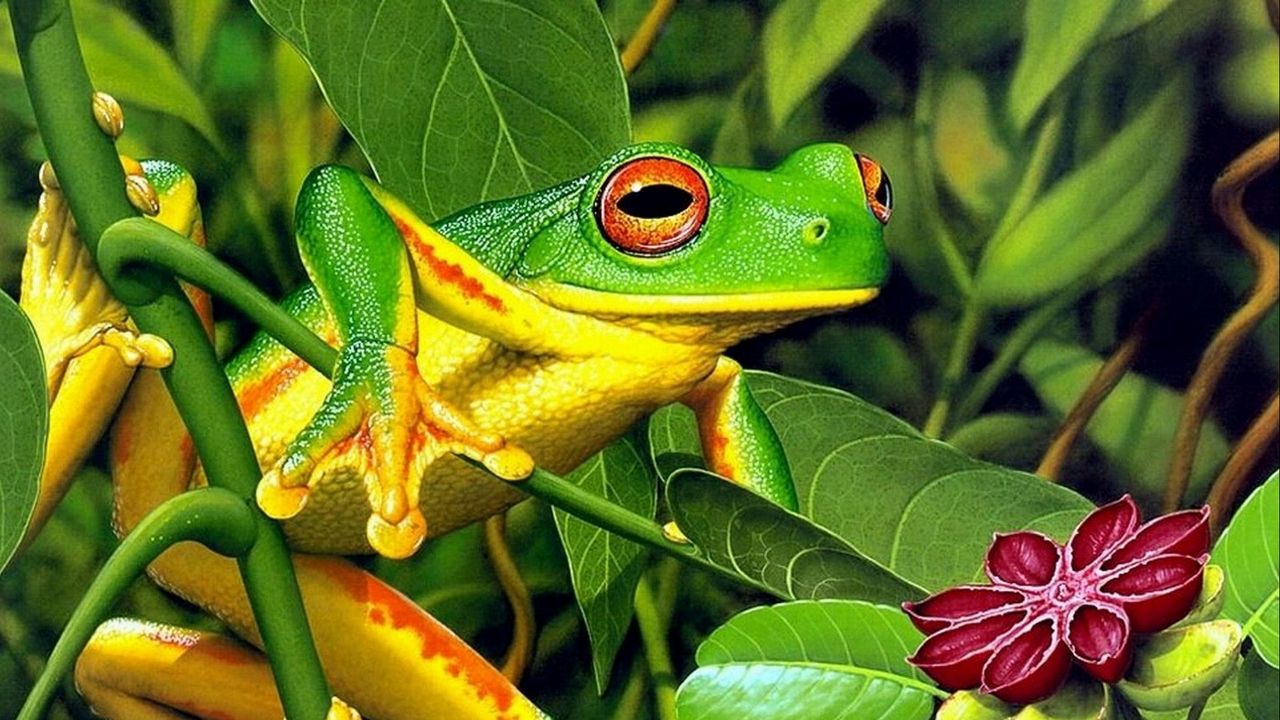Wallpaper frog, leaves, shrubs