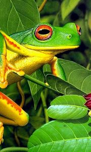 Preview wallpaper frog, leaves, shrubs