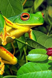 Preview wallpaper frog, leaves, shrubs