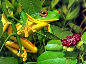 Preview wallpaper frog, leaves, shrubs