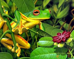 Preview wallpaper frog, leaves, shrubs