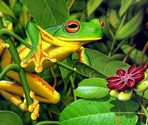 Preview wallpaper frog, leaves, shrubs