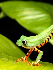 Preview wallpaper frog, legs, leaves, grass, mud, climb