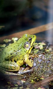 Preview wallpaper frog, light, grass