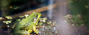 Preview wallpaper frog, light, grass