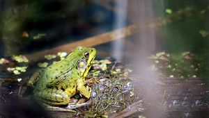 Preview wallpaper frog, light, grass