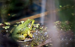 Preview wallpaper frog, light, grass