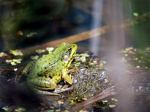 Preview wallpaper frog, light, grass