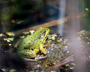 Preview wallpaper frog, light, grass