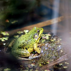 Preview wallpaper frog, light, grass