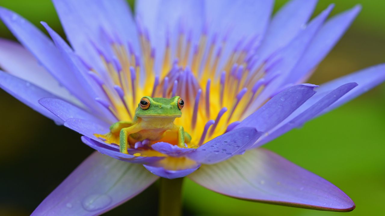 Wallpaper frog, lotus, amphibian