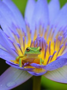 Preview wallpaper frog, lotus, amphibian