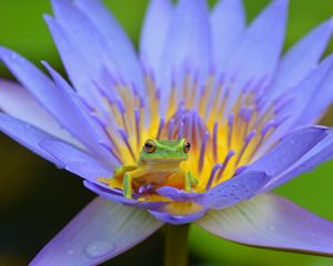 Preview wallpaper frog, lotus, amphibian