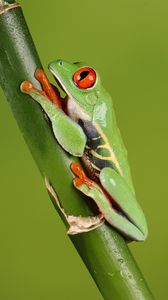 Preview wallpaper frog, macro, green