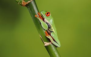 Preview wallpaper frog, macro, green