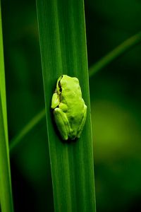 Preview wallpaper frog, marsh, plant, climbing