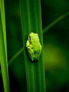 Preview wallpaper frog, marsh, plant, climbing