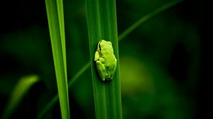 Preview wallpaper frog, marsh, plant, climbing