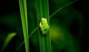 Preview wallpaper frog, marsh, plant, climbing