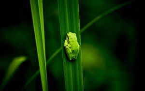 Preview wallpaper frog, marsh, plant, climbing