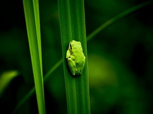 Preview wallpaper frog, marsh, plant, climbing