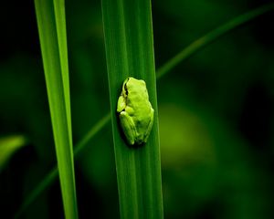 Preview wallpaper frog, marsh, plant, climbing