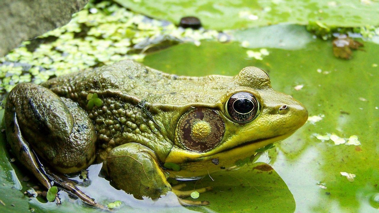 Wallpaper frog, moss, dirt, mud, sitting, swamp