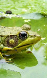 Preview wallpaper frog, moss, dirt, mud, sitting, swamp