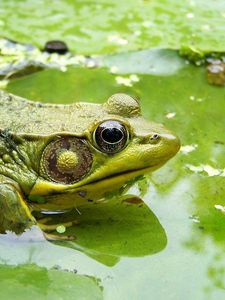 Preview wallpaper frog, moss, dirt, mud, sitting, swamp