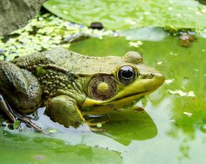 Preview wallpaper frog, moss, dirt, mud, sitting, swamp