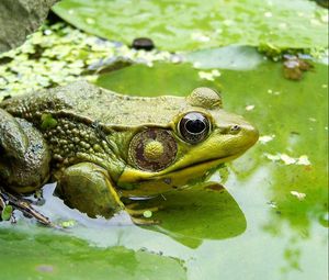 Preview wallpaper frog, moss, dirt, mud, sitting, swamp
