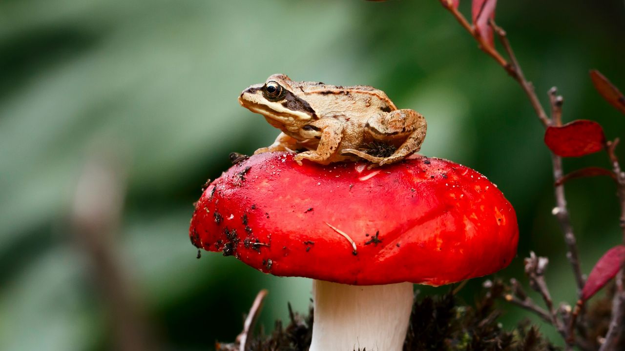 Wallpaper frog, mushroom, toadstool, sit, close-up