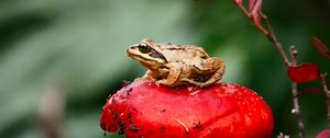 Preview wallpaper frog, mushroom, toadstool, sit, close-up
